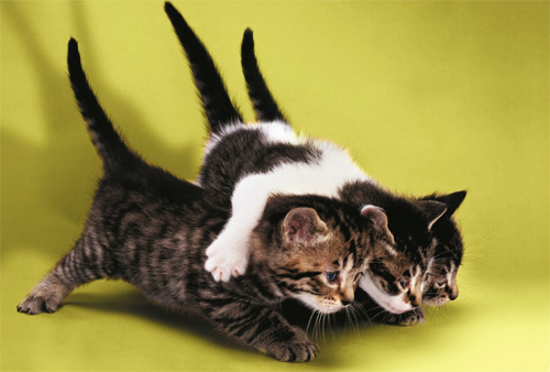 Три шага к созданию перспективного сайта на uCoz